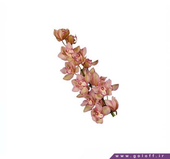 سایت فروش گل ارکیده سیمبیدیوم مجیک - Cymbidium Orchid | گل آف
